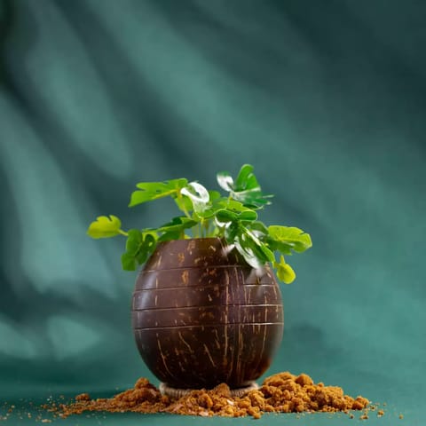 Lagom India Upcycled coconut shell indoor/outdoor planter- PUSHPA planter