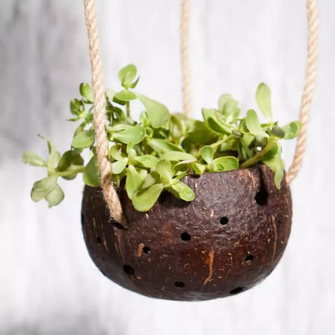 Lagom India Up-cycled discarded coconut shell planter- Harita planter