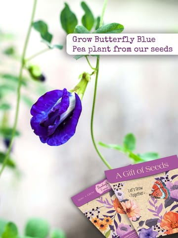 Bombay Greens Butterfly Blue Pea Seeds