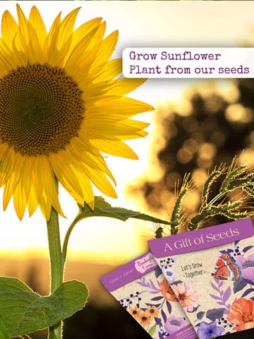 Bombay Greens Sunflower Seeds