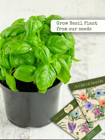 Bombay Greens Italian Basil Seeds