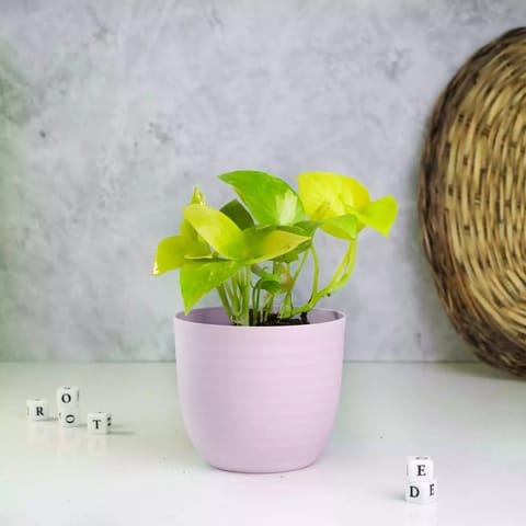 Rooted Money Plant Bundle