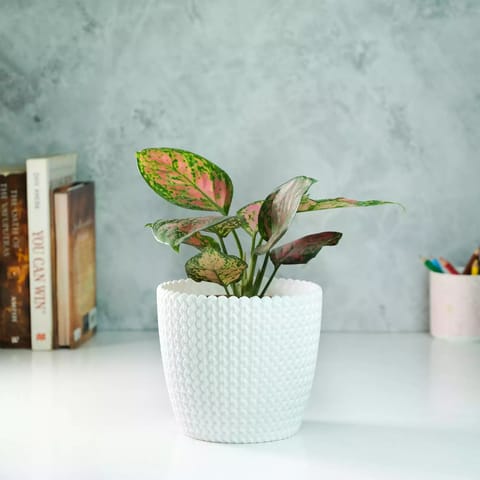 Rooted Aglaonema Pink Beauty Plant with Textured Fibre Pot