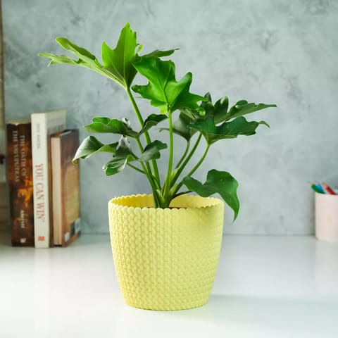 Rooted Philodendron Selloum Plant with Textured Pot