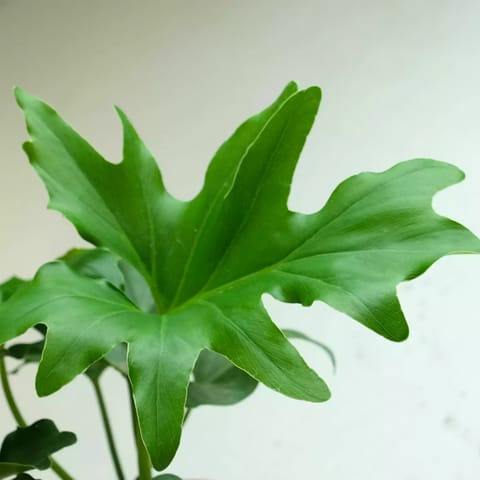 Rooted Philodendron Selloum Plant with Textured Pot