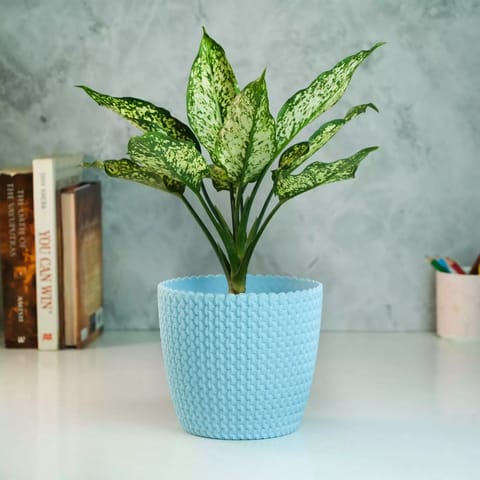 Rooted Aglaonema Snow White Plant with Textured Pot
