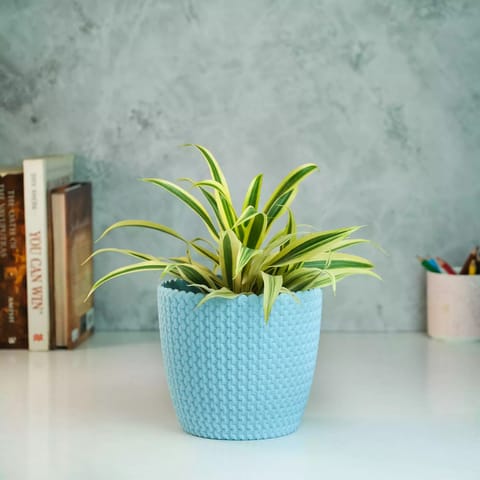 Rooted Song of India Plant with Textured Pot