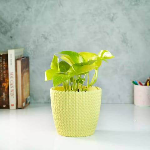 Rooted Golden Money Plant with Textured Pot