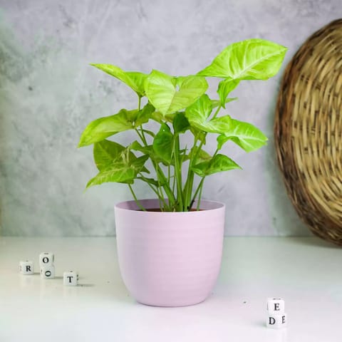 Rooted Syngonium White Butterfly Plant with Matte Pot