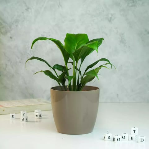 Rooted Peace Lily Plant with Glossy Pot