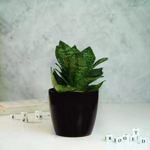 Rooted Snake Green Plant with Glossy Pot