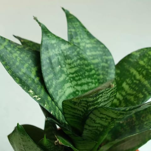 Rooted Snake Green Plant with Glossy Pot
