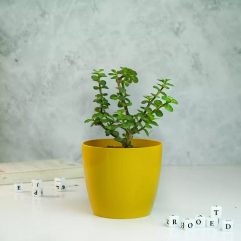 Rooted Jade Plant with Glossy Pot