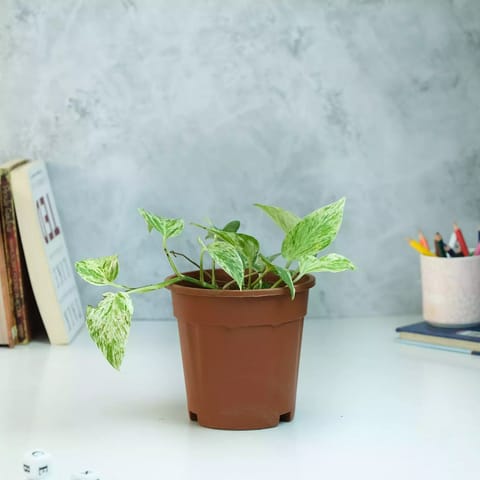 Rooted Marble Queen Money Plant with Nursery Pot