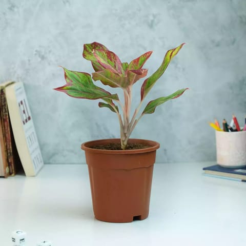 Rooted Aglaonema Red Lipstick Plant with Nursery Pot