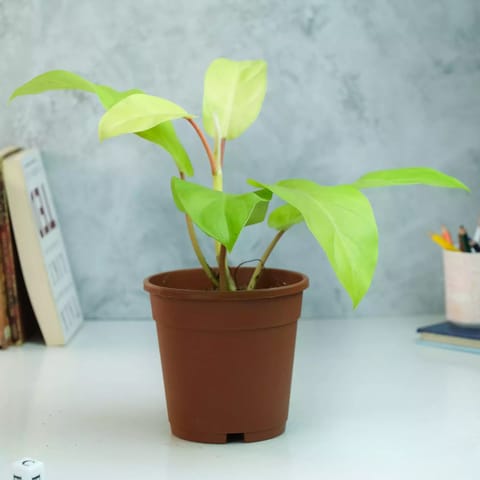 Rooted Philodendron Ceylon Golden Plant with Nursery Pot