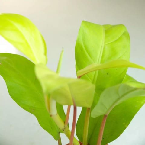 Rooted Philodendron Ceylon Golden Plant with Nursery Pot